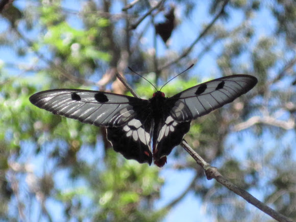 Spotting Image 1