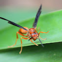 Red Wasp