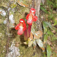 Plants of Java Island