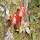 Plants of Java Island