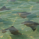 stingray