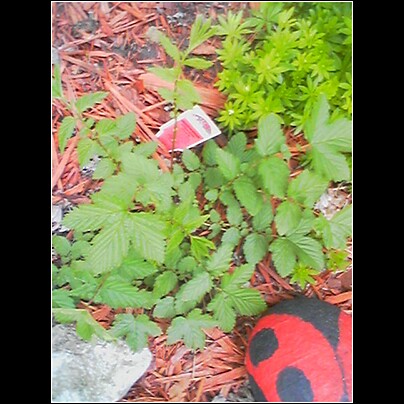 Spotting Image 1
