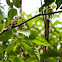 Cream-striped Bulbul