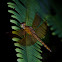 Common Parasol