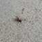 Brown Widow