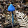 New Zealand Fungi