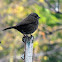 Song Sparrow
