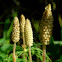Wood horsetail / Skrzyp leśny