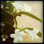 Madagascar Jasmine