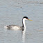 Clark's Grebe