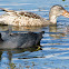 Northern shoveler, female