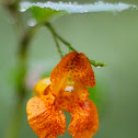 Jewelweed