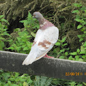 Columba livia