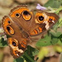 Common Buckeye