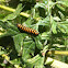 Cinnabar Caterpillars