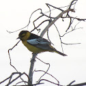 Bullock's Oriole (Male)