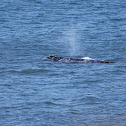 Gray Whale