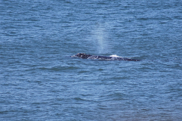 Spotting Image 1