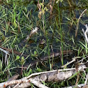 Southern leopard frog