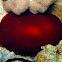 Pleurobranchus peronii