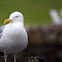 Gull