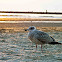 European Herring Gull