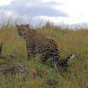 Leopard