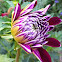 Dahlia