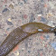 Red Slug