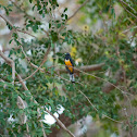 Trogon cabecinegro