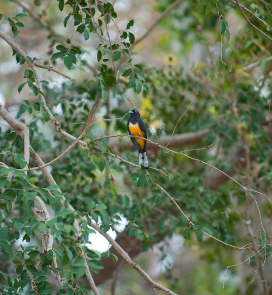Spotting Image 1