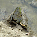American Bullfrog (with malformation)