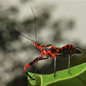 Assassin Bug