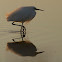 Snowy Egret
