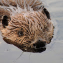 North American beaver