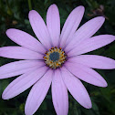 African Daisy (En) Margarita Africana (ES)
