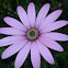 African Daisy (En) Margarita Africana (ES)