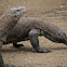 Komodo dragon