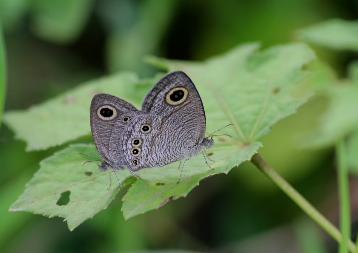 Common Five Ring