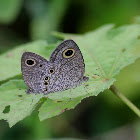 Common Five Ring