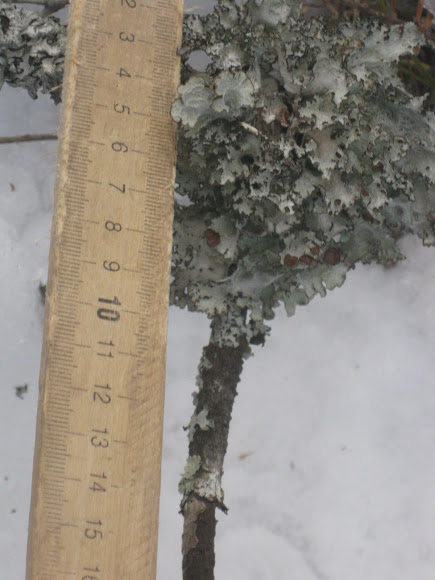 Spotting Image 1