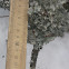 common greenshield