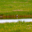 American Avocet