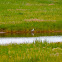 American Avocet