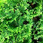  Lawson's Cypress 