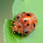 Epilachna argus
