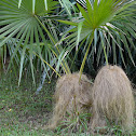 Old Man Palm