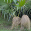 Old Man Palm