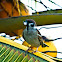 Eurasian tree sparrow