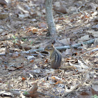 Eastern Chipmunk